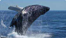Whale Breach, Alaska Cruise