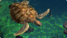 Cruise to the Bahamas