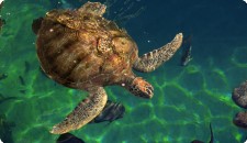 Cruise to Ports across the Globe, Bestcruiserates